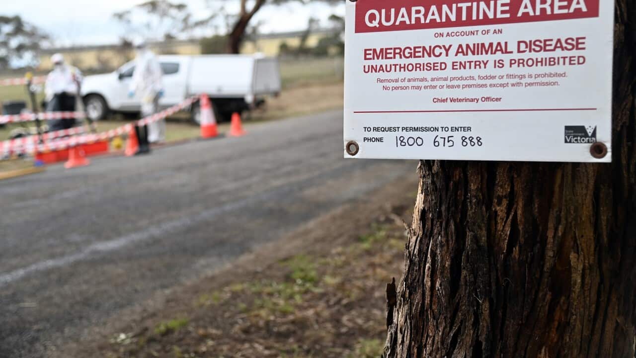 AVIAN INFLUENZA STOCK