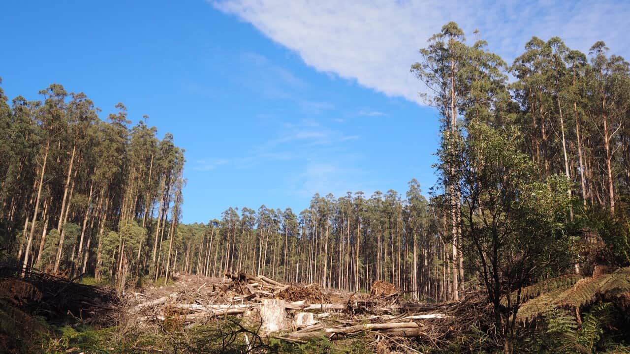 Logged trees in Mountain Ash forest, Victoria
