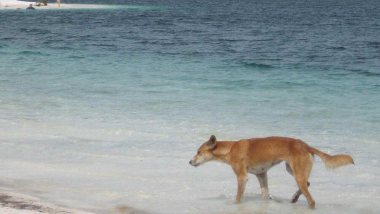 fraser_island_dingo_260411_B_AAP_589946440