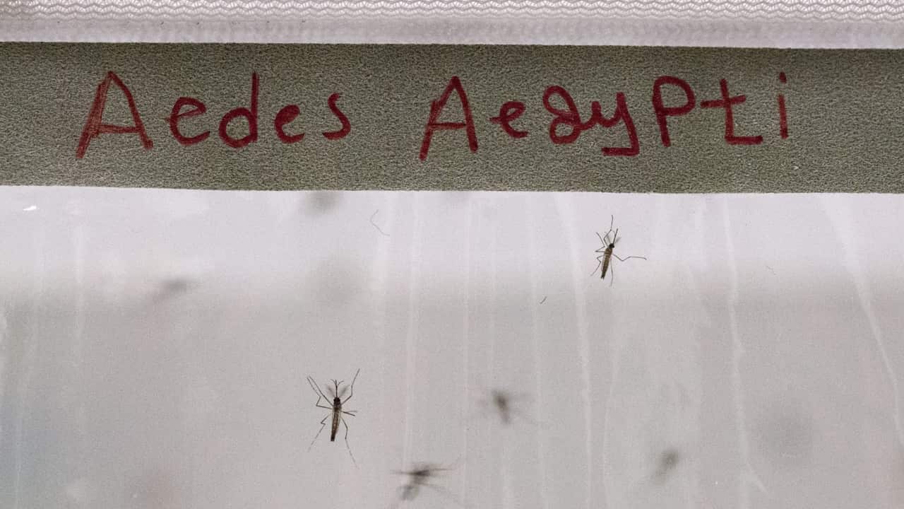 The Aedes aegypti mosquito type that is known for spreading Dengue Fever (AAP).png