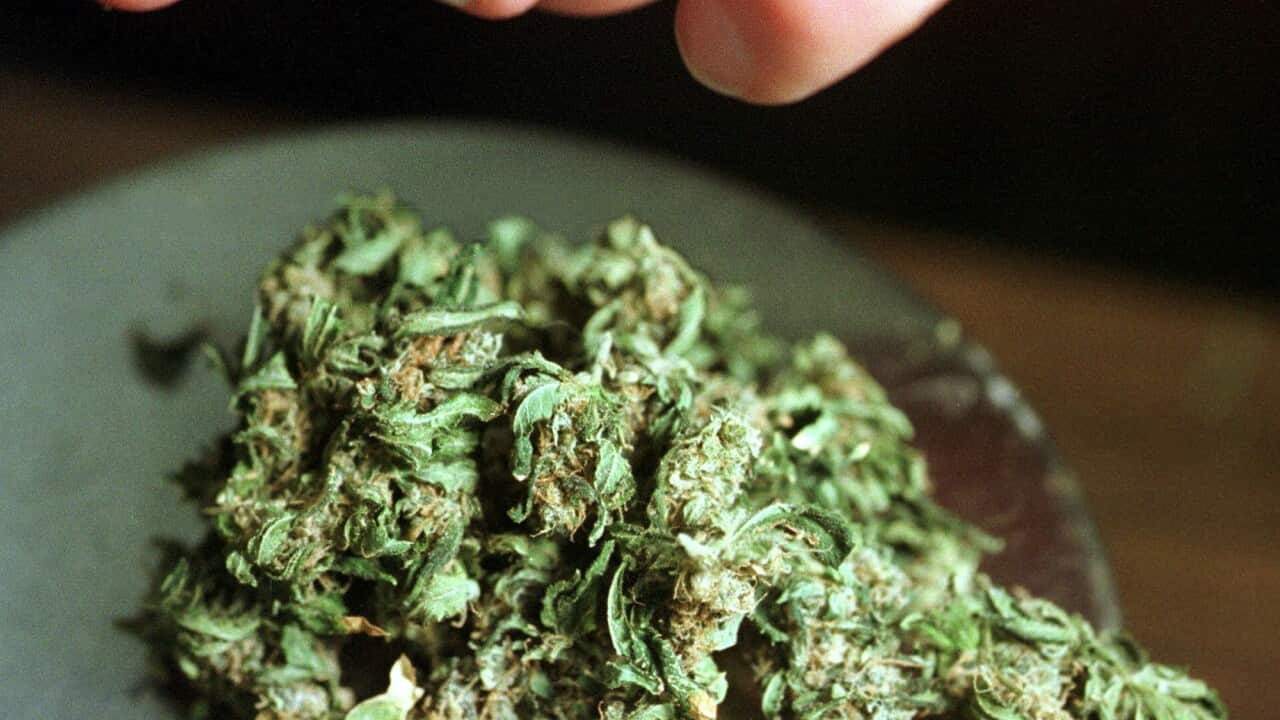 A worker at a San Francisco cannabis buyers club weighs marijuana. (File: AAP)