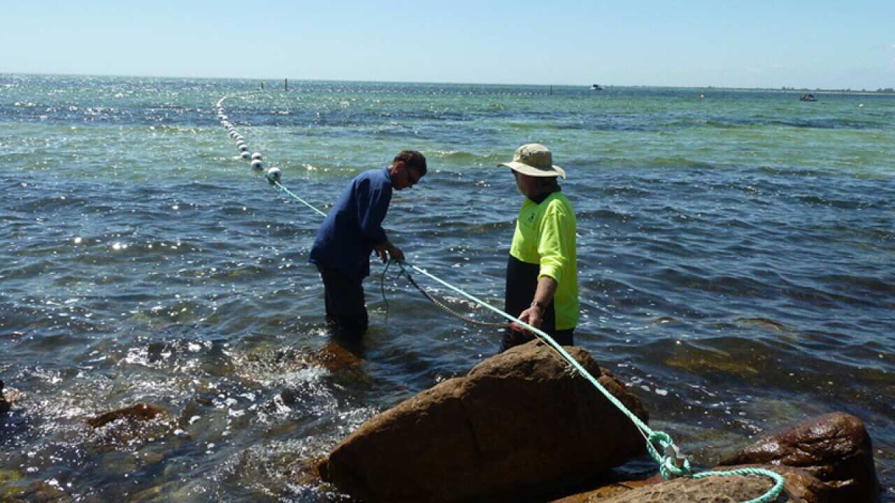 The construction of a shark barrier in Perth