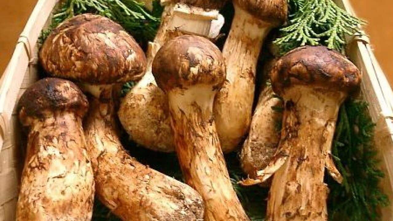 Tricholoma_matsutake