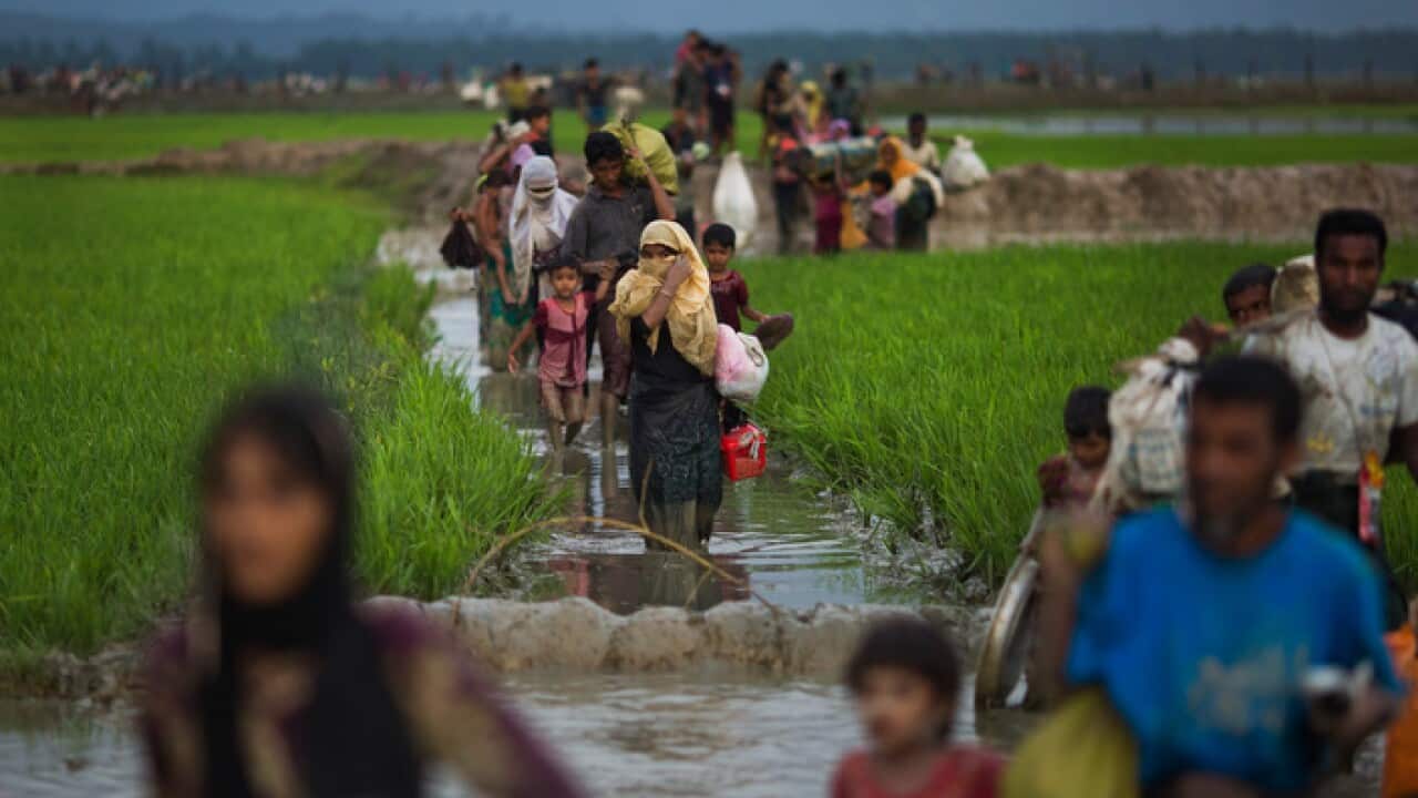 Myanmar's Rohingya ethnic minority members walk through rice fields after crossing over to the Bangladesh side of the border