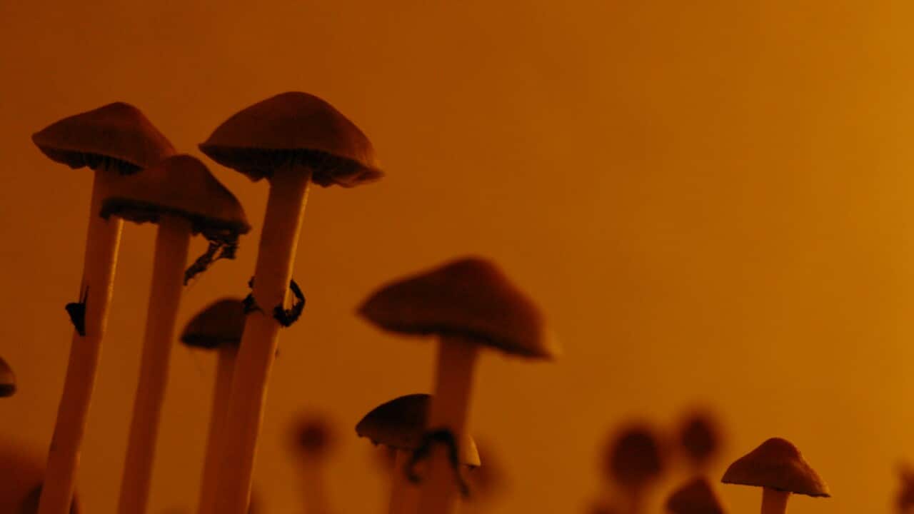 290813_Shrooms_Flickr_afgooey74.jpg
