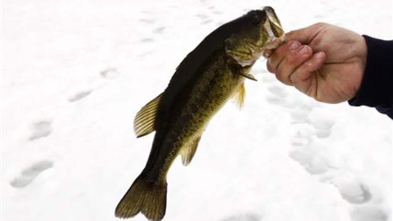 more-americans-go-fishing-as-recession-d-1994248073-large.jpg