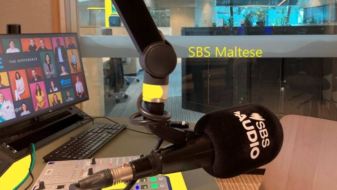 SBS Maltese studio 50 Yellow Splash.jpg