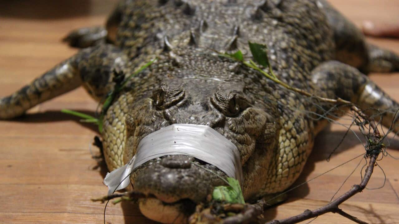 CROCODILE CAPTURED INNISFAIL