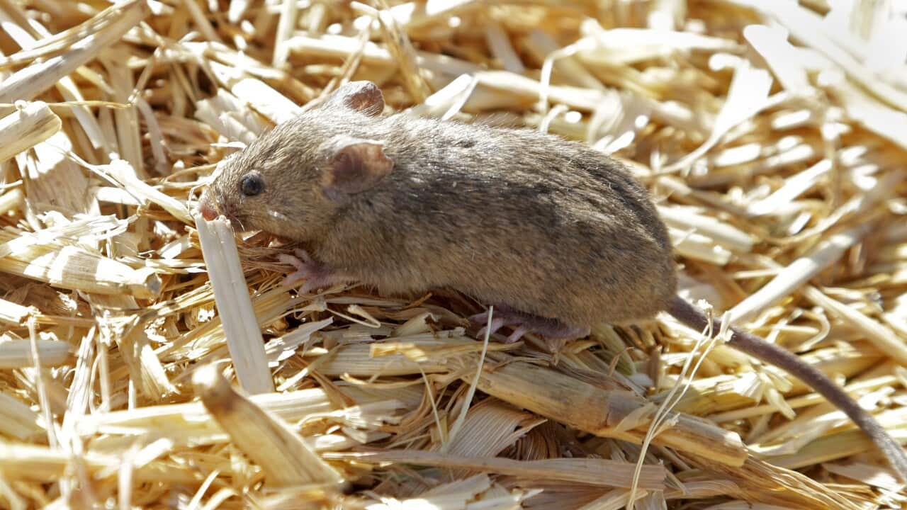 Mouse in a farm in Australia