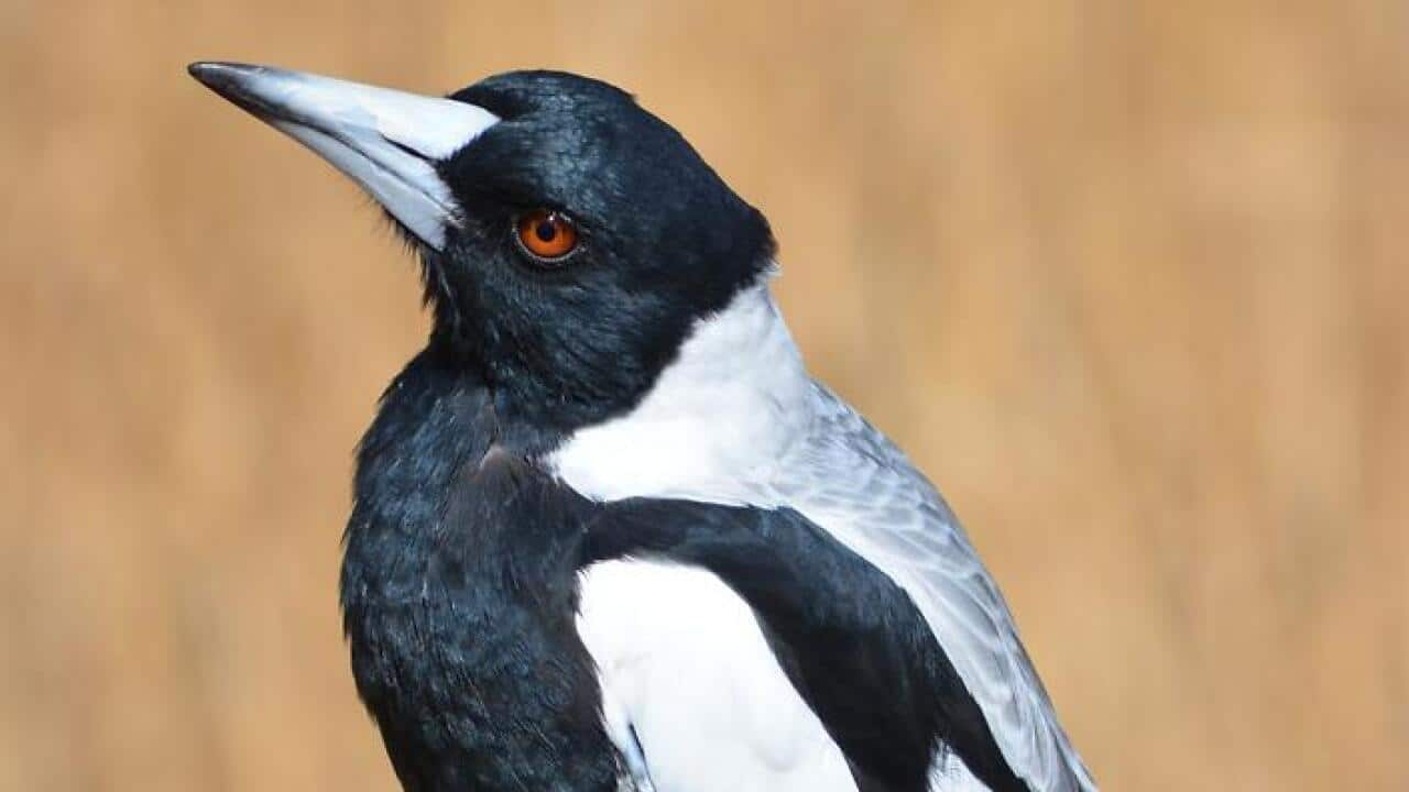 Magpies