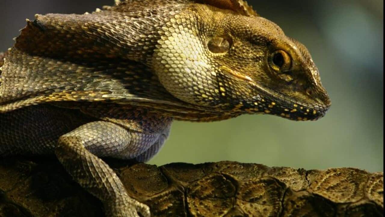 Native Australian Frilled Neck Lizard