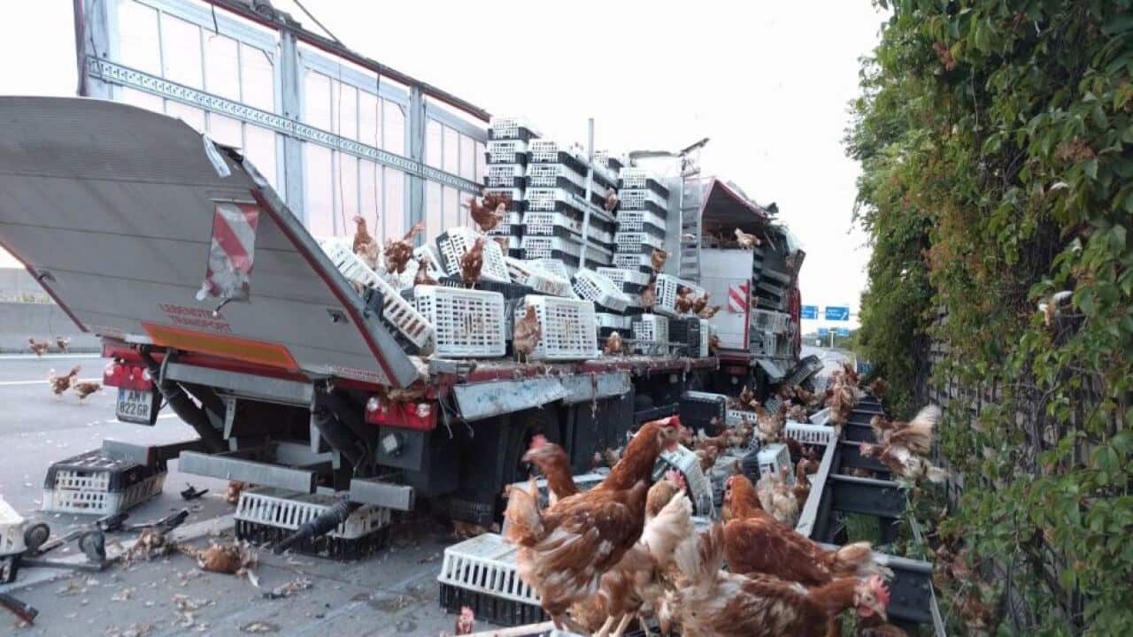 Damaged truck with chickens sprawled across road