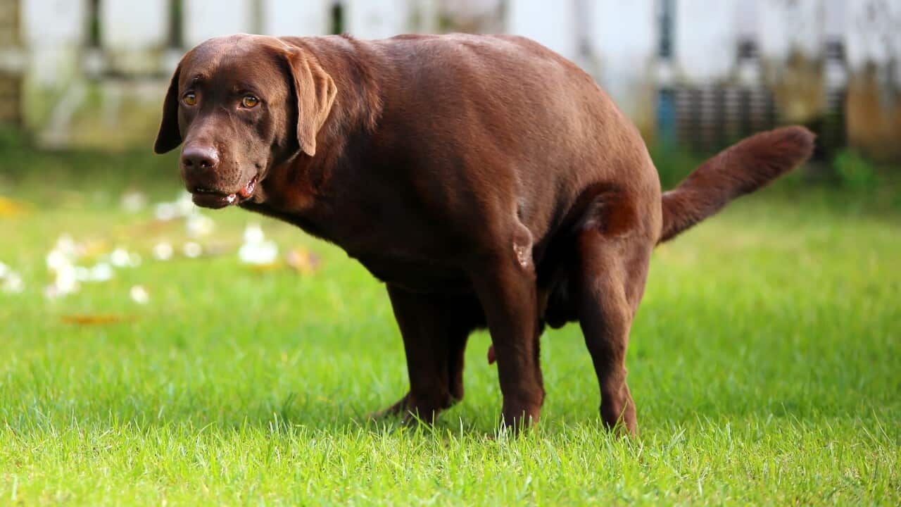 A brown dog pooing on a lawn.
