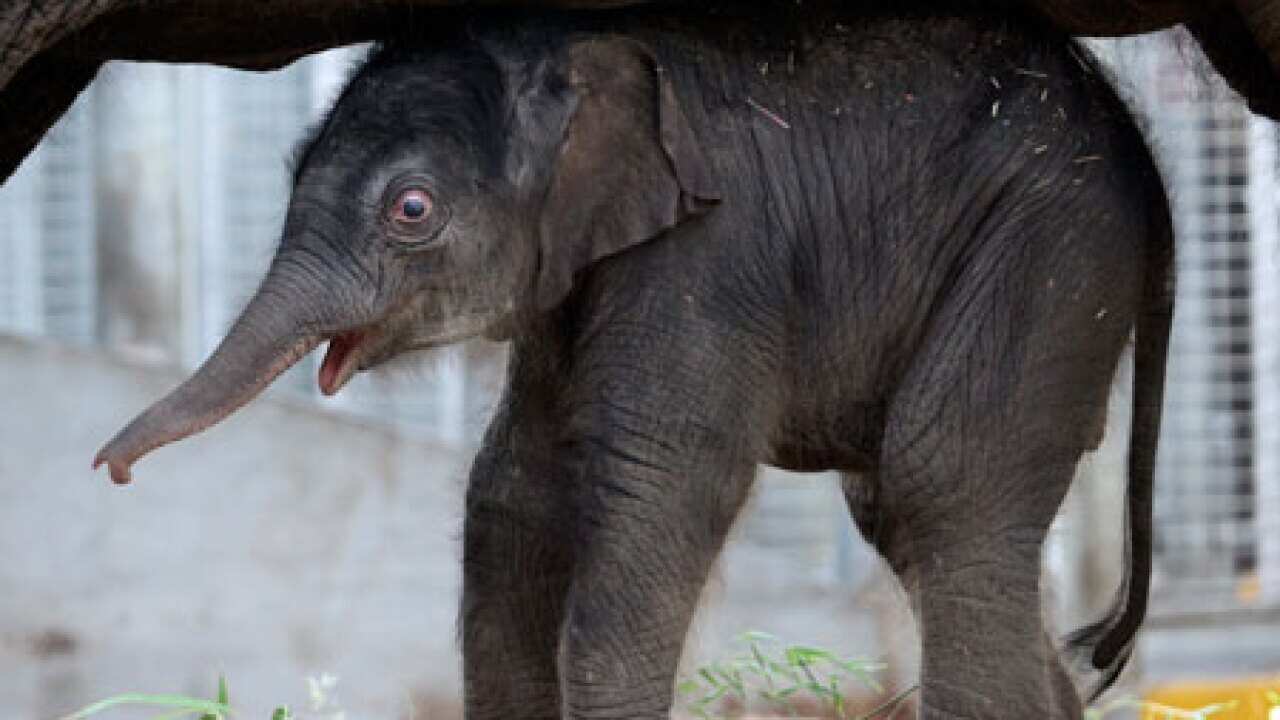 Baby_elephant_100209_L_AAP_1348432722