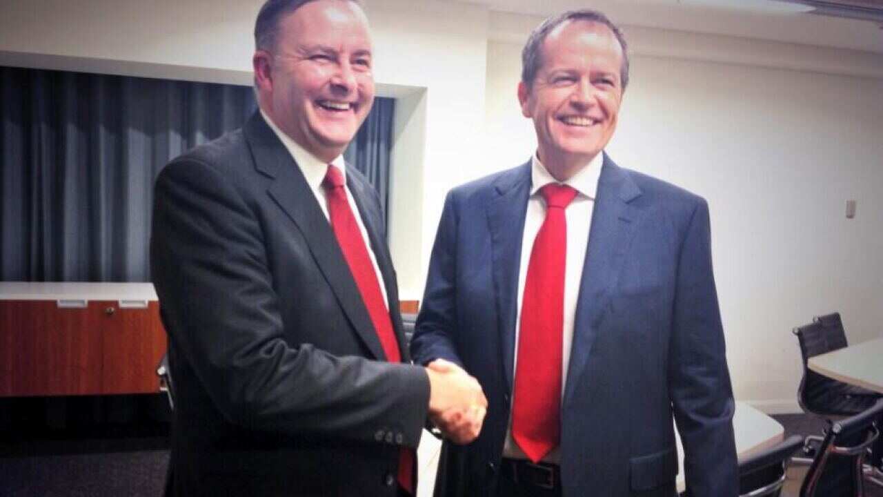 shorten_albanese_twitter_shorten.jpg