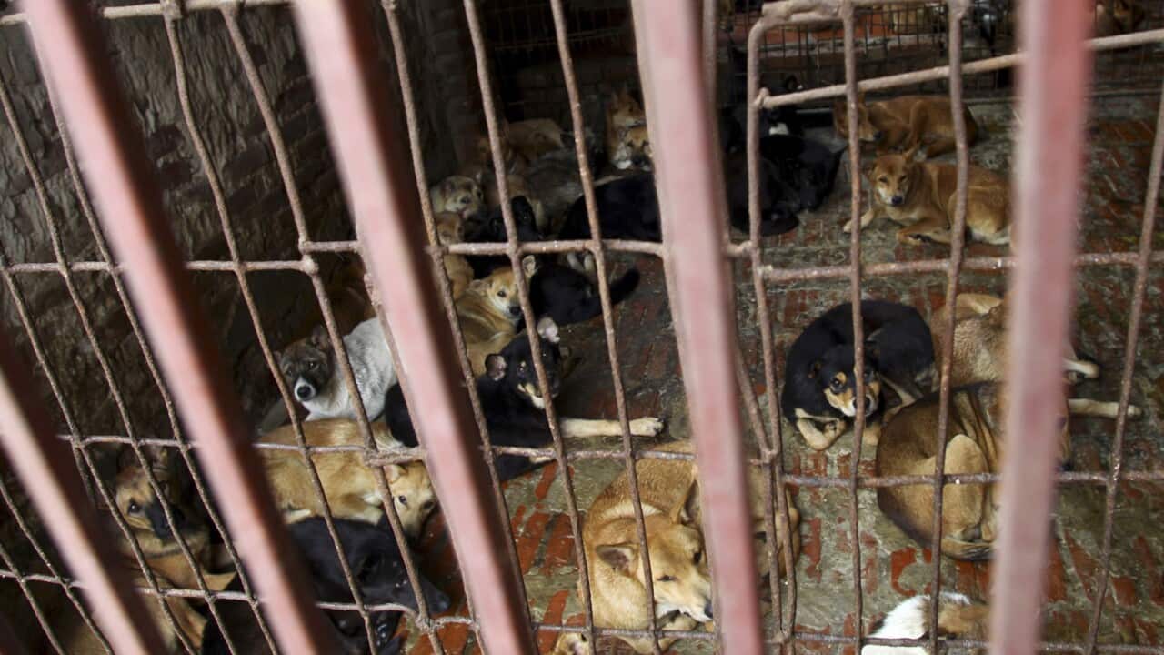 Dogs are kept in a cage of a wholesale supplier of live dogs, one of the biggest in town, in Hanoi, Vietnam on Monday, Oct. 3, 2011.