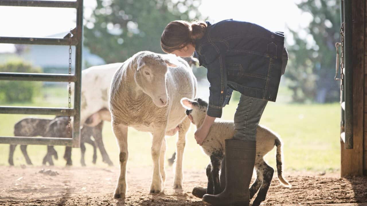Sheep watching mixed race girl petting lamb in barn