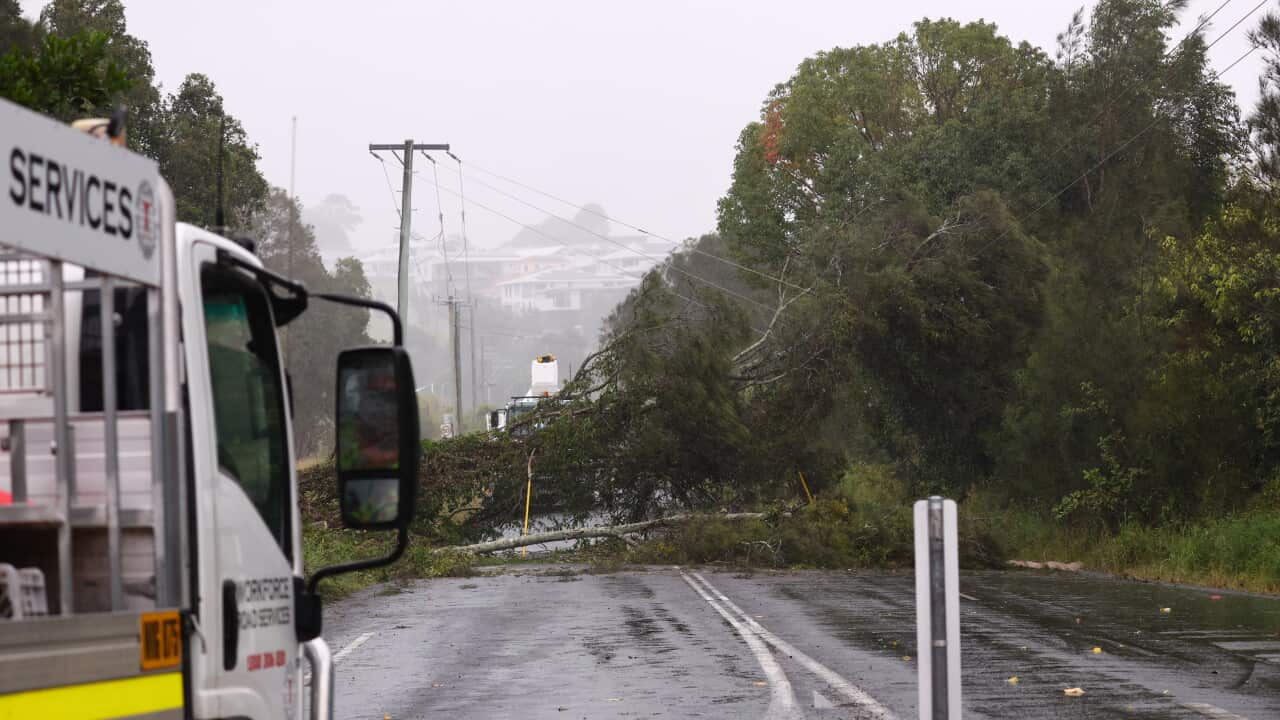 Workers repair damaged power lines from a fallen tree.
