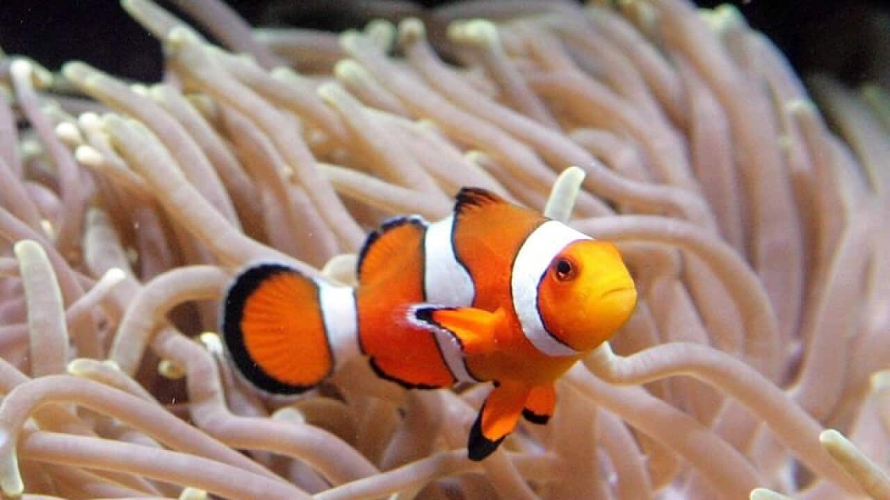 A clown fish
