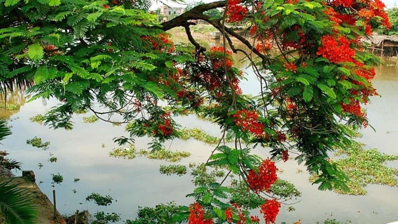 Ngàn phượng rung nắng ngoài song...
