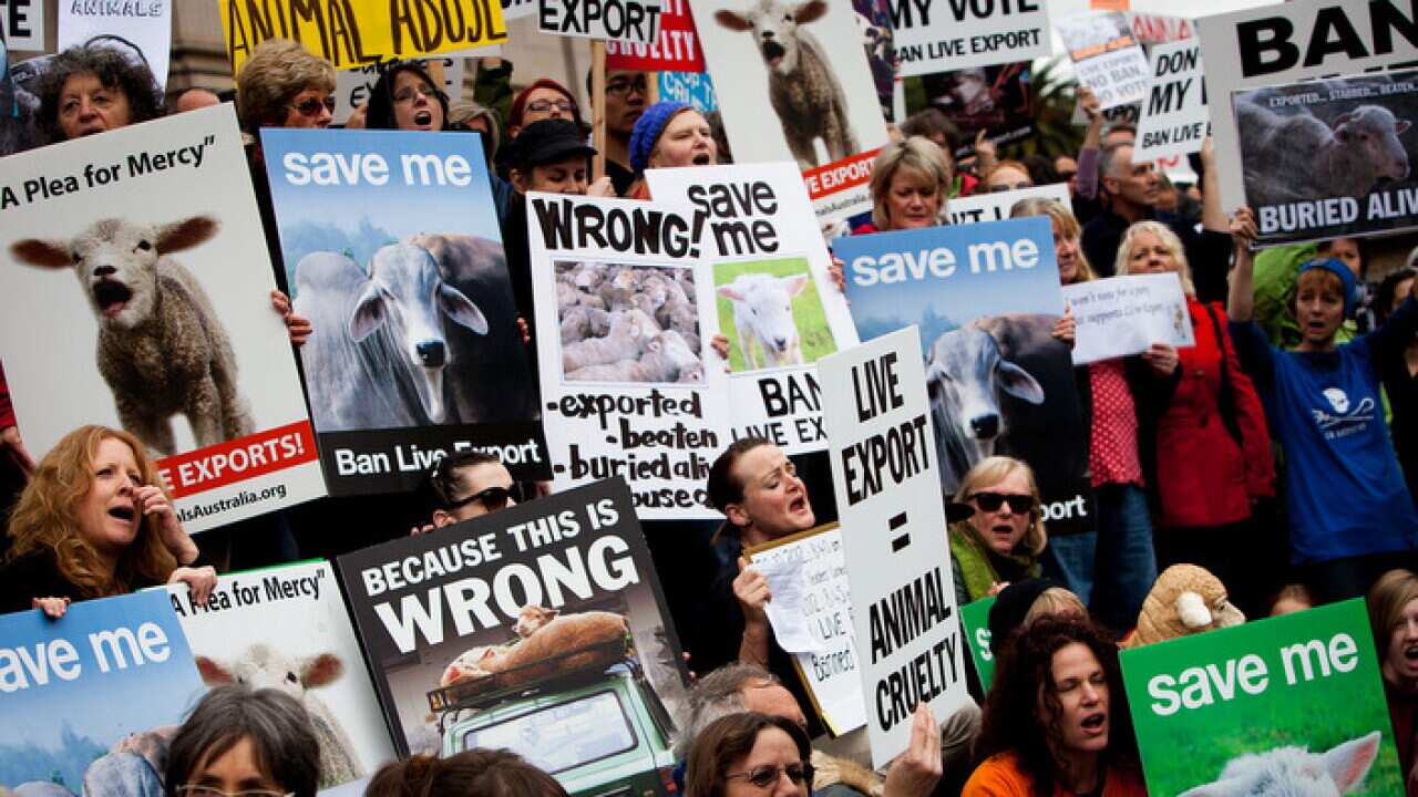 A rally to ban live animal exports in Melbourne