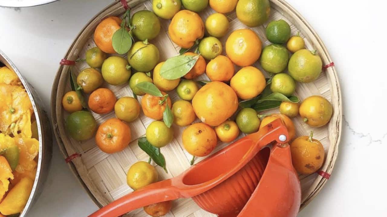 Calamansi citrus fruit