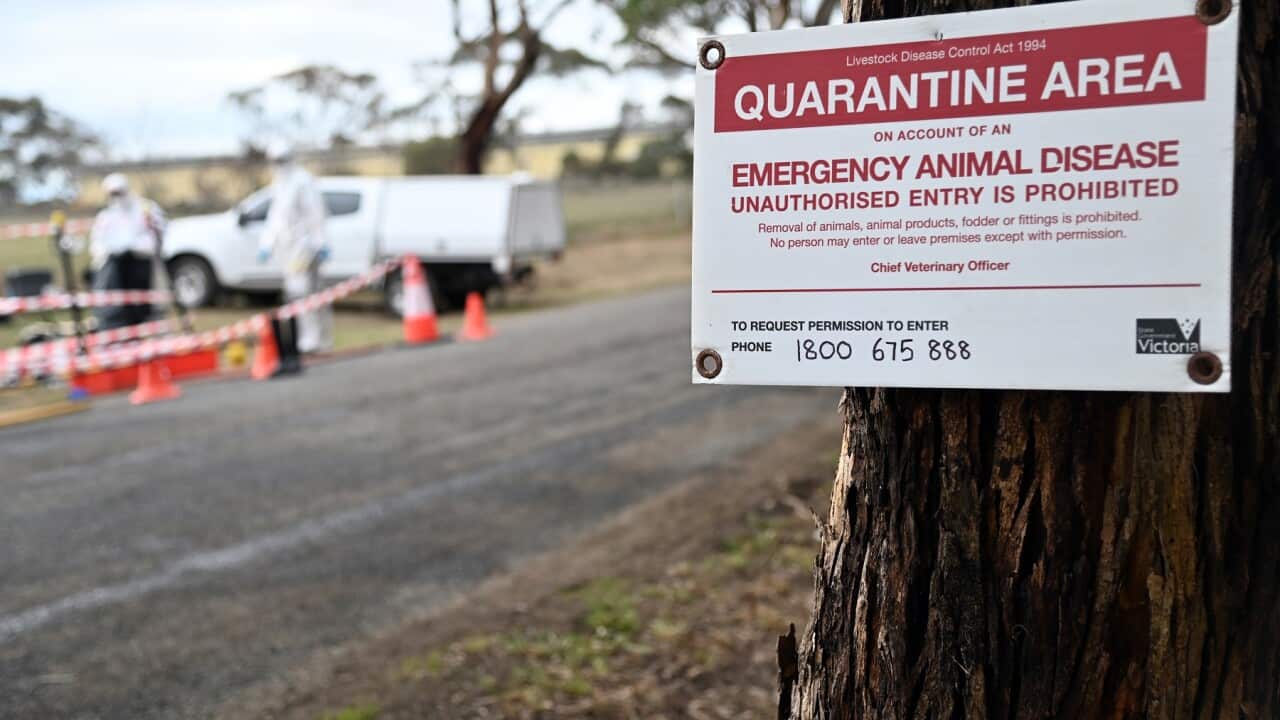 AVIAN INFLUENZA STOCK