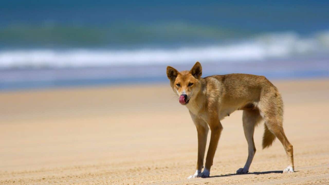 یک دینگو در جزیره فریزر