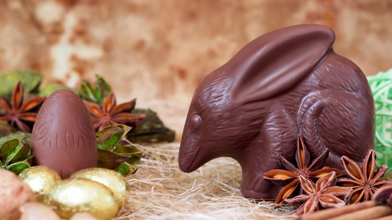 Chocolate bilby