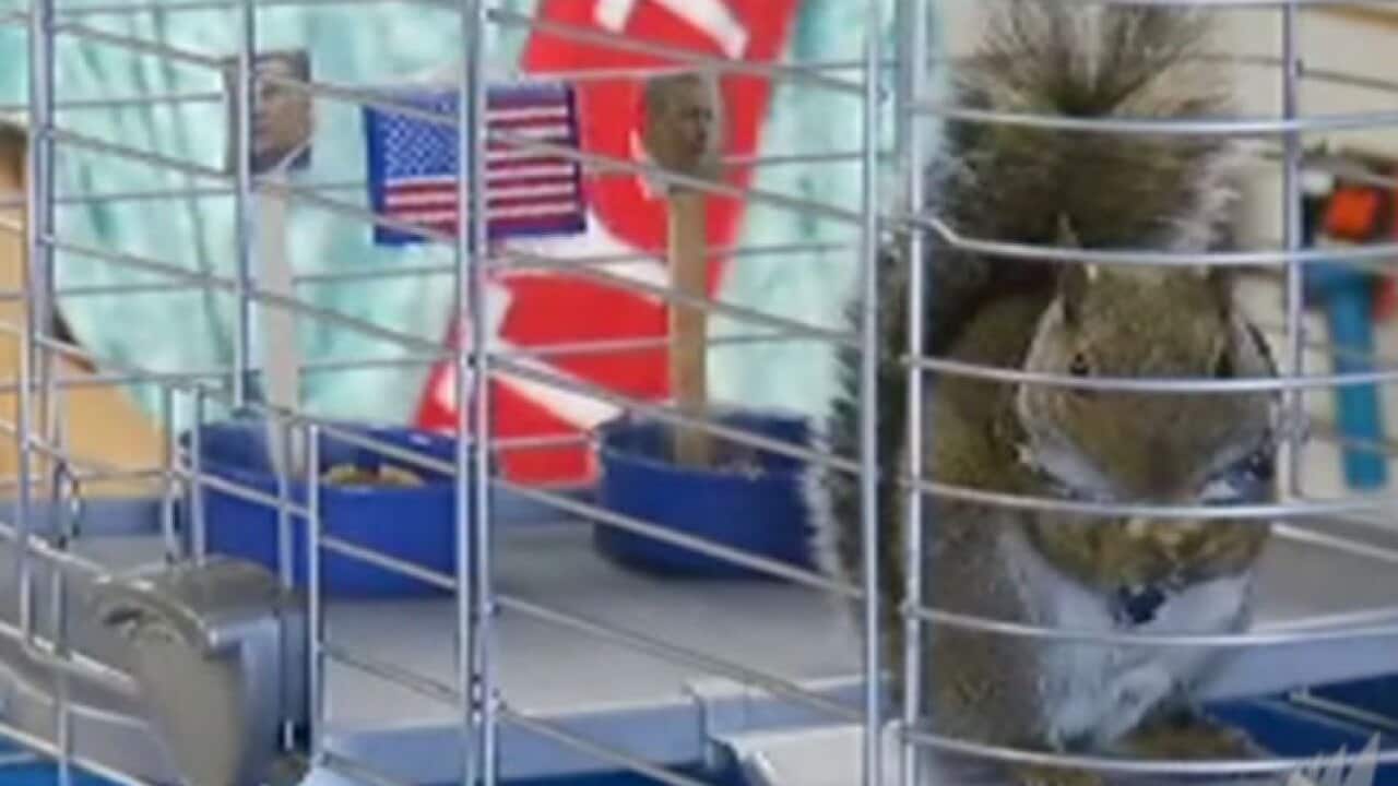 Squirrel_US_121026_CNN_2071634991