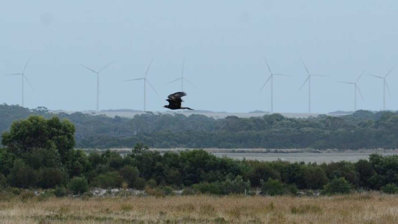 An endangered Tasmanian wedge-tailed eagle as it flies past Bluff Point wind farm in north-west Tasmania.