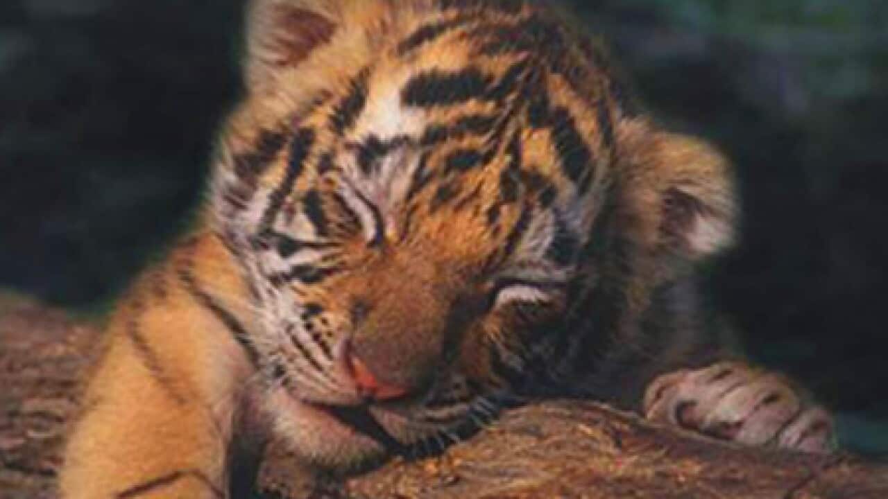 tiger_cub_100209_B_savourtigersdotcom_193057474