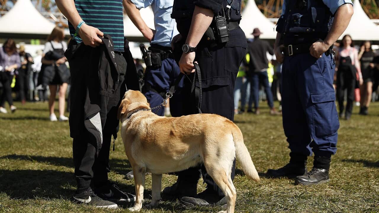 Police officers and drug detection dogs walk amongst festival goers by an entrance to Splendour In The Grass.