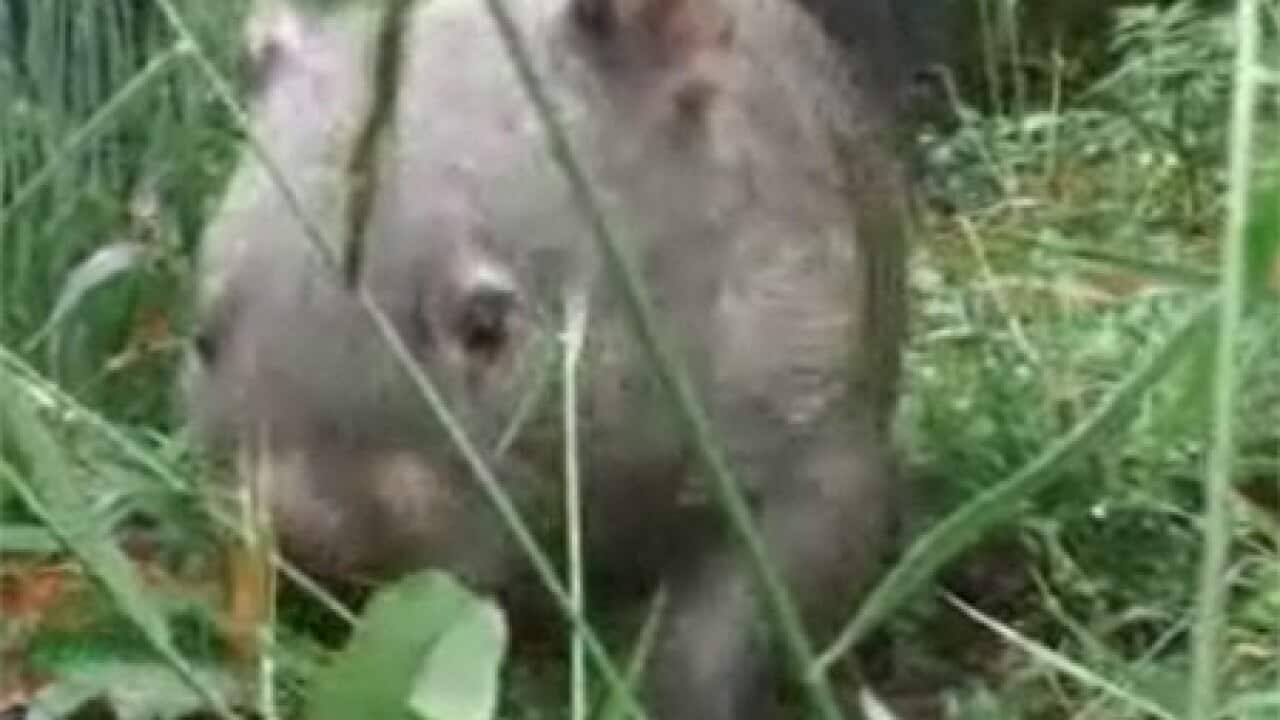 wombat_video_100129_sbs_B_1113287895