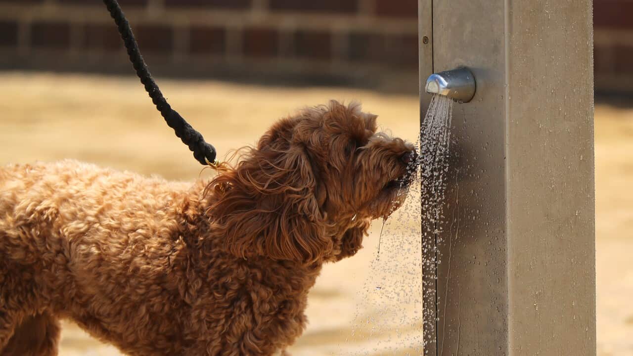 A dog is seen cooling off and rehydrating at Bondi Beach, Sydney.
