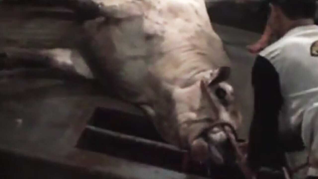 cattle_indo_b_animalsaus_youtube_396853803