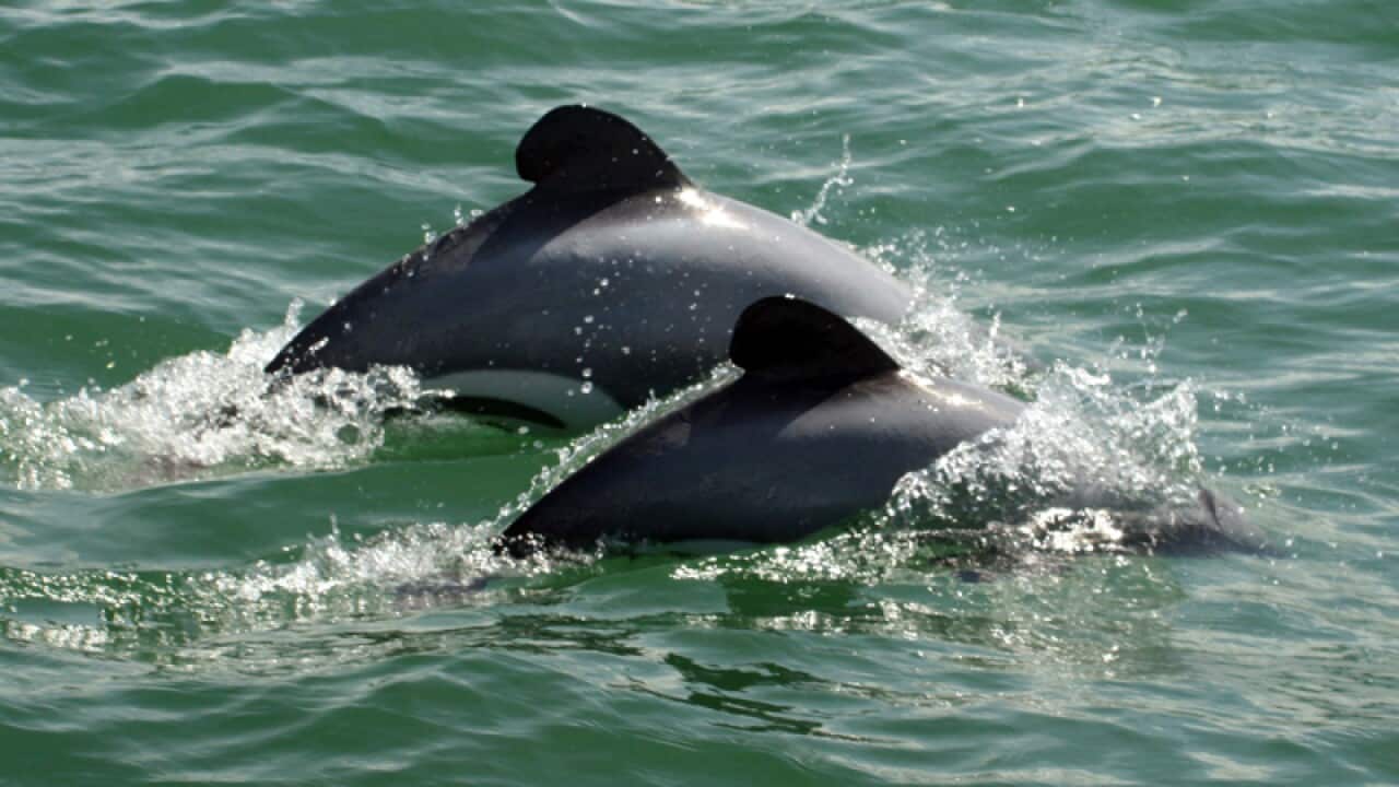 Adult and juvenile Maui dolphins surface off the coast of NZ.