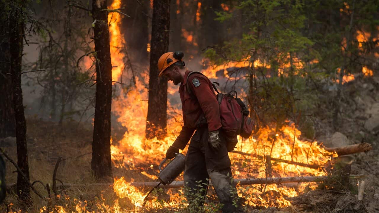 A Canadian Wildfire Service firefighter uses a torch to ignite dry brush while conducting a controlled burn in British Columbia, Canada.