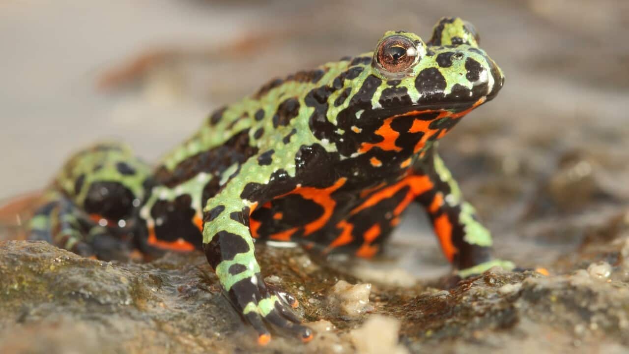 A photo provided by Frank Pasmans of an Oriental fire-bellied toad, which was imported into Europe from South Korea. 