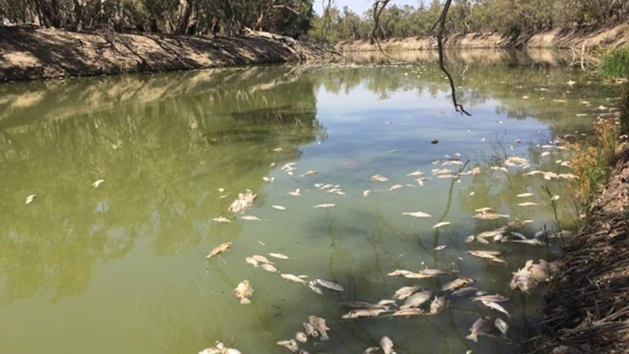 Murray-Darling fish