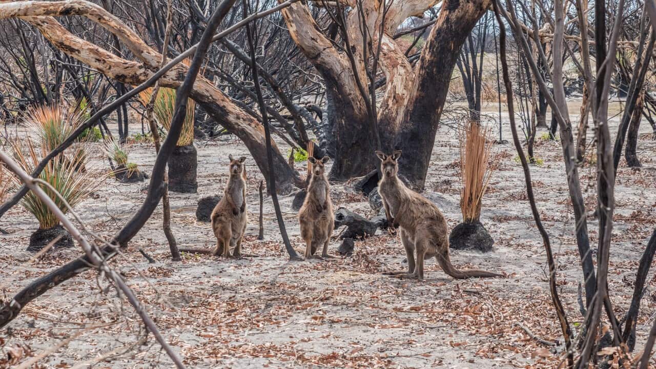 Kangaroos on Kangaroo Island, South Australia