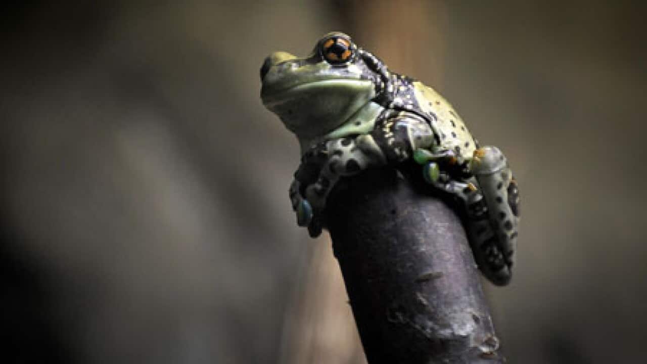 frog_2101_B_getty_1284349057