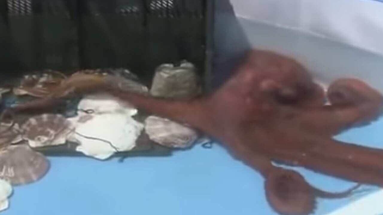 Rabiot the psychic octopus was sold for food.