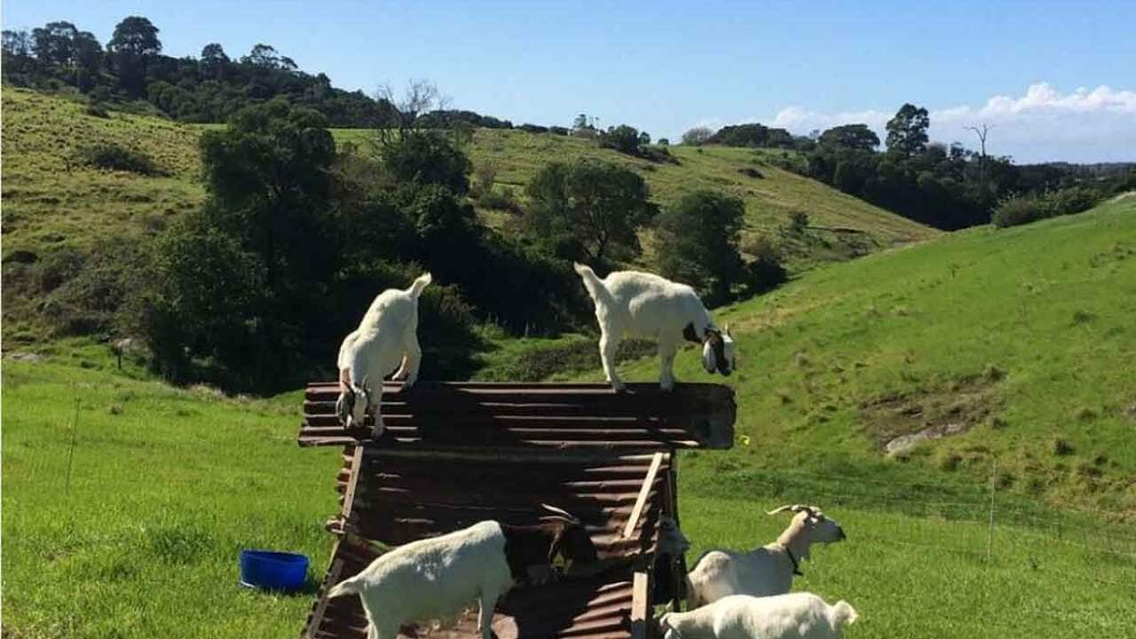 Goats on River Cottage Australia
