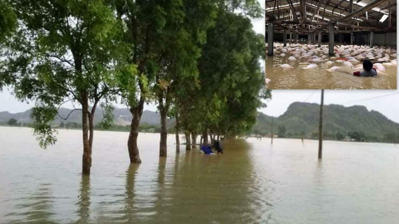 Đường vào vào Phân Trại 2 thuộc Trại Giam Số 5 - Thanh Hóa nơi có 4000 con heo của một trại chăn nuôi tư nhân nằm trong khu vực trại bị chết trằng trong nước lũ, hoàn toàn chìm trong nước