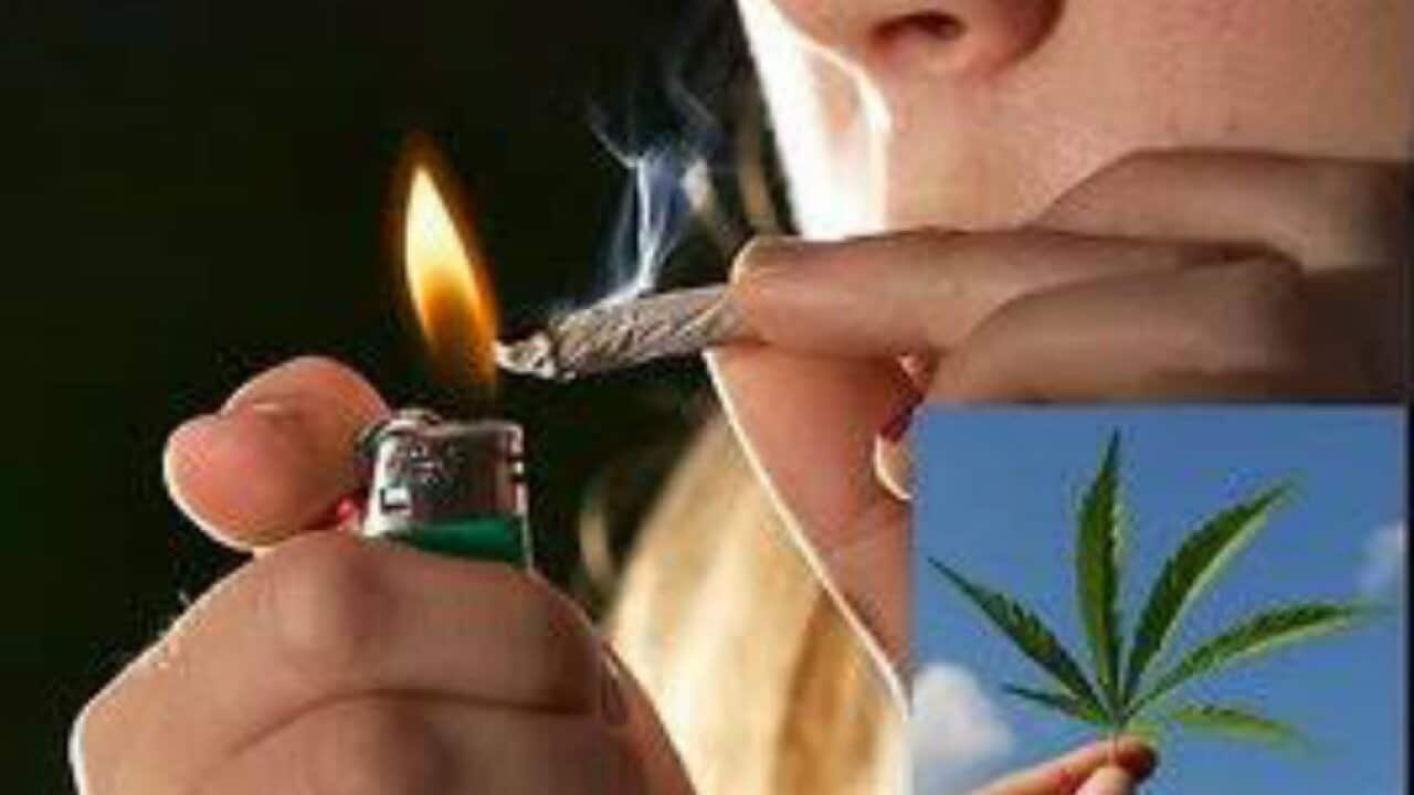 Cannabis