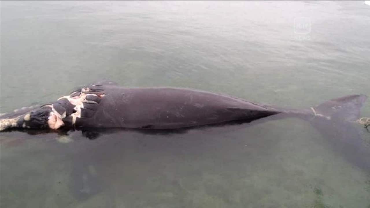whale_sbs.png