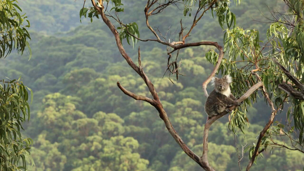 Australia's national science agency launches new phase in its National Koala Monitoring Program which monitors the national koala population