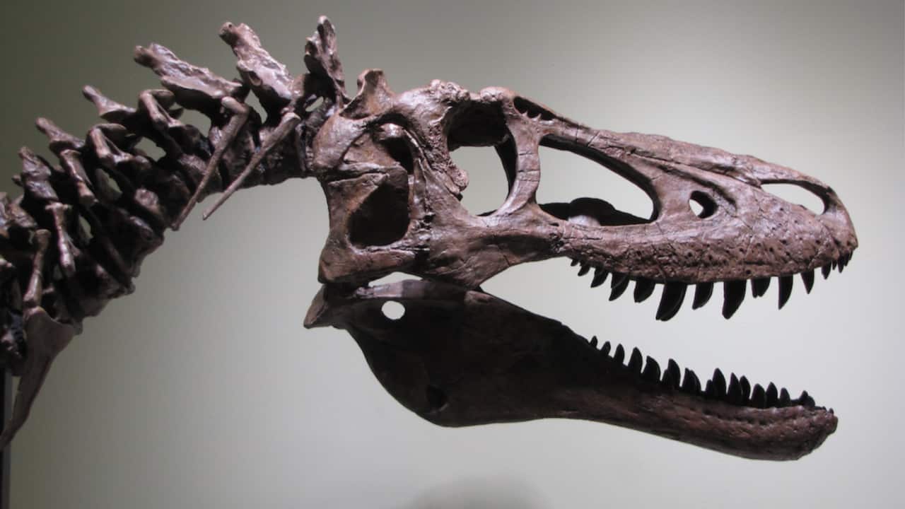 A picture allegedly of the fossil, accompanying the eBay listing.