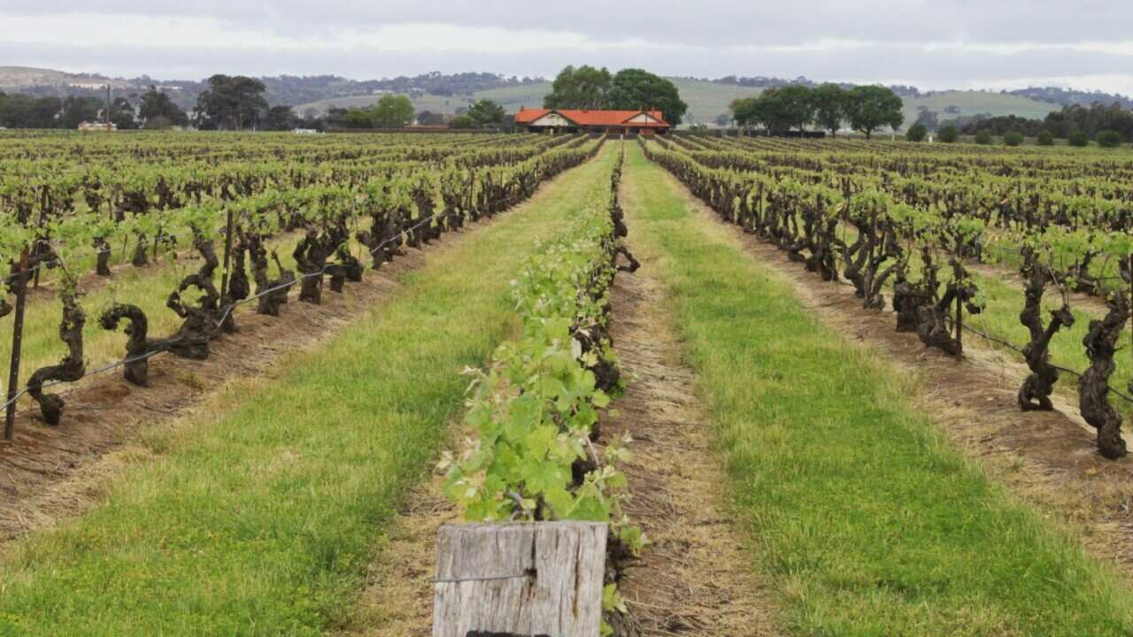 Elderton Wines' Command Shiraz Vineyard which was established in 1894 in Nuriootpa, Thursday, October 5, 2017.